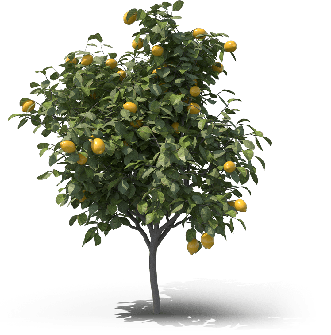 Lemon Tree