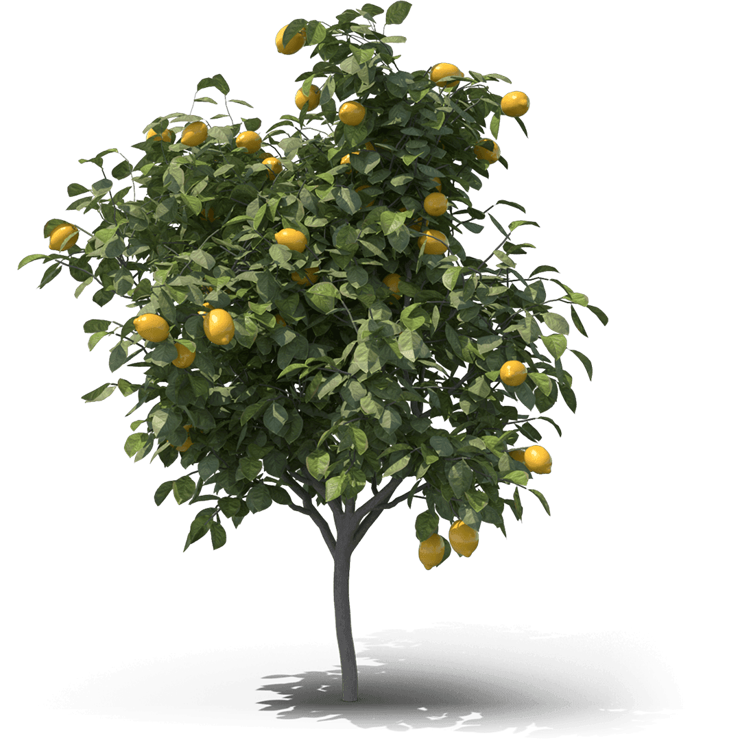 Lemon Tree